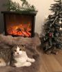 Kater Katze Scottisch Fold Mix