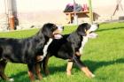 Grosser Schweizer Sennenhund FCI Welpe