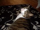 Verschmuste Brüder 8 Jahre suchen ein eues liebevolles zu Hause.