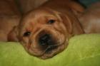 Ein Traum in gelb - Labradorwelpen