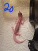 Leopardgeckos NZ 22 0. 1