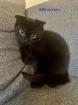 Scottish Fold / Bkh