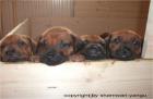Rhodesian Ridgeback Welpen zu verkaufen