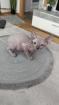 Sphynx Kitten Kater abzugeben
