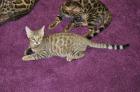 Mix Kater Lezte Kater