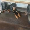 Rottweiler Max 14 Monate