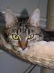 Florence - Katzendame sucht liebevolles Zuhause aus dem Tierschutz