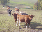Haben Sie schon von Colostrum gehört