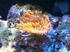 Entacmaea quadricolor - Kupferanemone