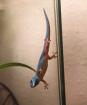 1. 0 Lygodactylus williamsi Himmelblauer-Zwergtaggecko Männchen