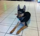 Balou stürmischer und liebenswerter Schäferhund Husky Mix-Halbstarker sucht