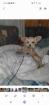 Chihuahua Mix Welpen