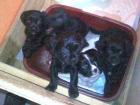 2 zuckersüße Edelmix Rüden Cavalier-King-Charles-Spaniel Pekinese