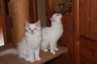 Birma Katzen zu verkaufen