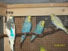Junge Wellensittiche aus Aussenvoliere und neues Vogelzubehör zu verkaufen