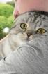 Scottish fold Kater nicht Kastriert