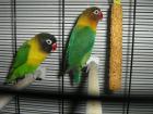 Pfirsichköpfchen Schwarzköpfchen Agaporniden Pärchen