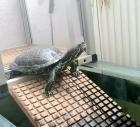Verschenke Wasserschildkröten