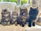 Perser Kitten Kätzchen geimpft abgabebereit