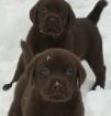 Schokobraune Labradorwelpen