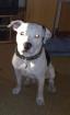 Dogo Agentino-mix sucht neues liebevolles zuhause