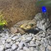 Ausgewachsene Aga Kröte Bufo Marinus - Weibchen