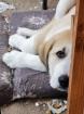 Kangal-Kuvasz Mischlingswelpen-Wachhund