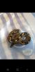 Python Regius 4 Jungtiere classic