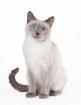 Suche siam deckkater für siam katze