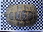 2 maurische Landschildkröten Testudo graeca ibera Frühbeet