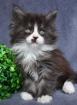 Maine Coon Babys