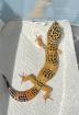 Leopardgecko 1. 0