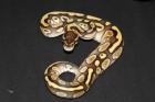 Königspython Lesser Platinum Bumblebee Pastel und Classic