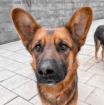 Geronimo. liebenswerter Familienhund