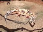 Leopardgecko aus Hobbyzucht