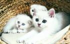 Scottish fold / straight BKH Kitten