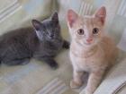 Süße kleine Katzenbabys / Kätzchen / Kitten