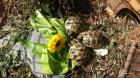 Griechische Landschildkröten Testudo hermani Nachzucht 2022 mit CITES