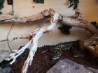 Verkaufe zwei Königsphyten männl. 13 Jahre alt