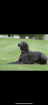 Blauer Weimaraner Rüde zu verkaufen