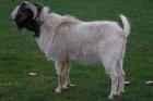 Burenbock 3j.