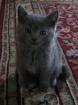 BKH-Kitten