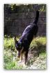 Ganz liebe 2-jährige Schäferhund-Mix Hündin umständehalber abzugeben