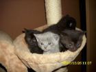 Super niedliche BKH-Persermix-Kitten