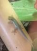Phelsuma Parva West Taggecko