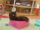 Dringend ein liebevolles Zuhause gesucht