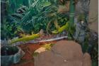 Ausgewachsen Grosser Madagascar Taggecko mit/ohne Terrarium