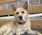 Chizuko - Akita Inu-Mischling - freundlich verträglich