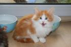 Süße rot-gestromte Norwegische Waldkatze Kitten