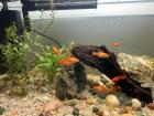 Platy Fische zu verschenken